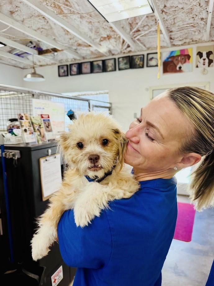 Enlarge Monkey, a Adoptable mixed breed in Scottsdale, AZ image 5/5