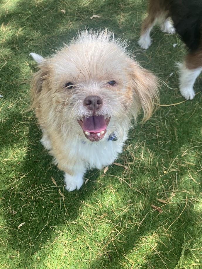 Enlarge Monkey, a Adoptable mixed breed in Scottsdale, AZ image 3/5