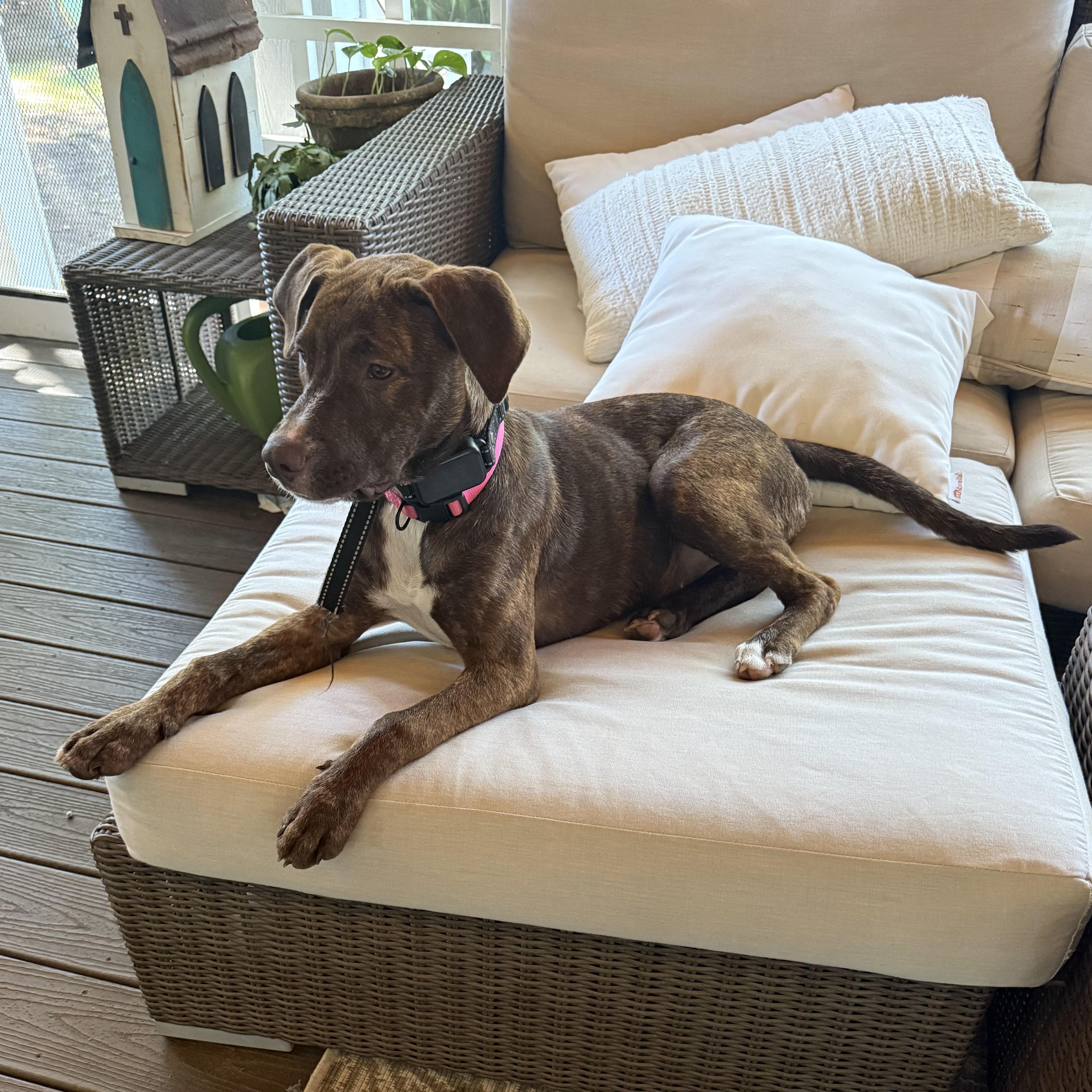 Enlarge ~ Courtesy ~ Cubby, a Adoptable mixed breed in Mobile, AL image 1/3