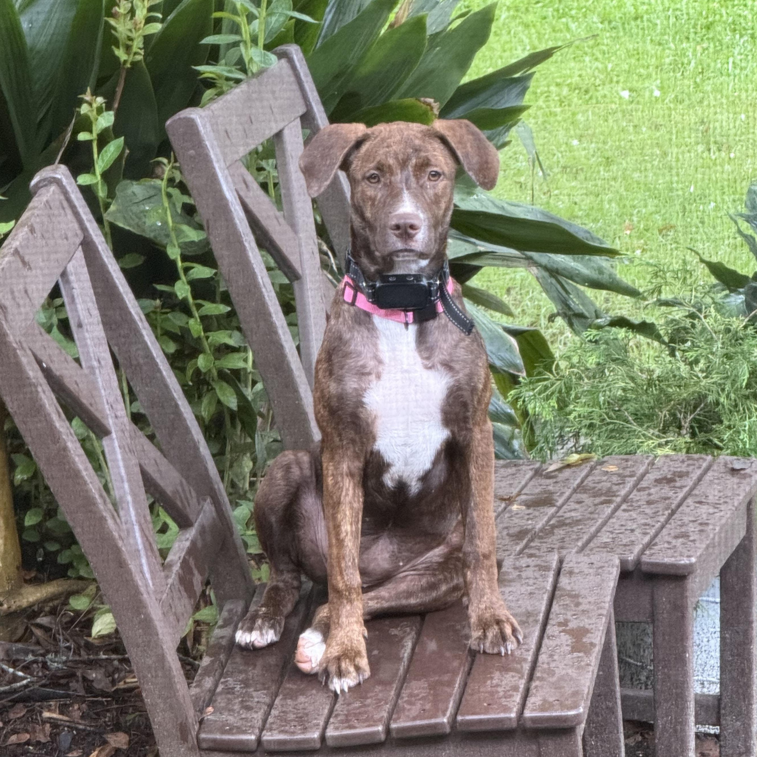 Enlarge ~ Courtesy ~ Cubby, a Adoptable mixed breed in Mobile, AL image 2/3