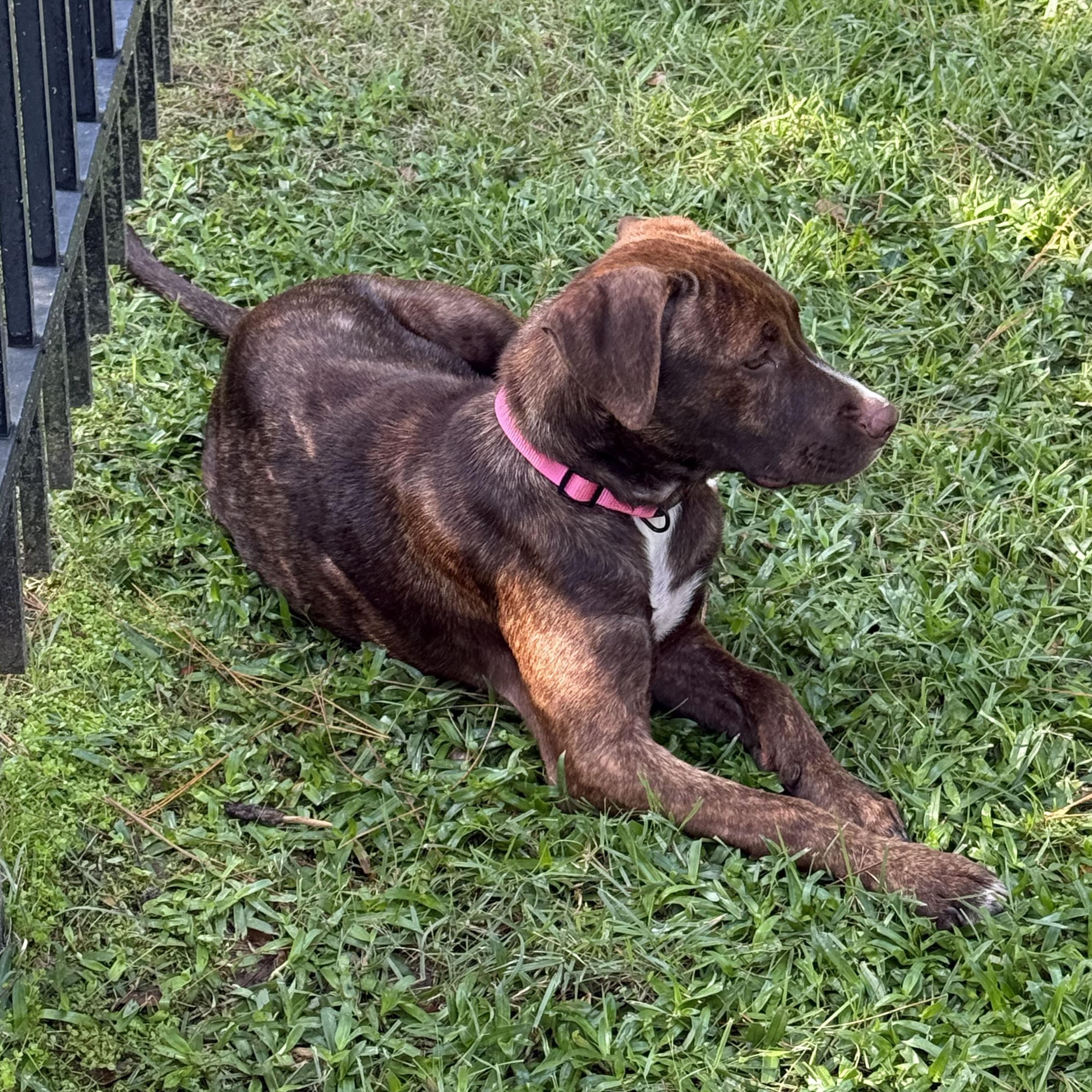 Enlarge ~ Courtesy ~ Cubby, a Adoptable mixed breed in Mobile, AL image 3/3