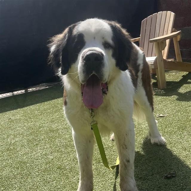 BAGHEERA, Adoptable, Adult Male Saint Bernard & Mixed Breed.