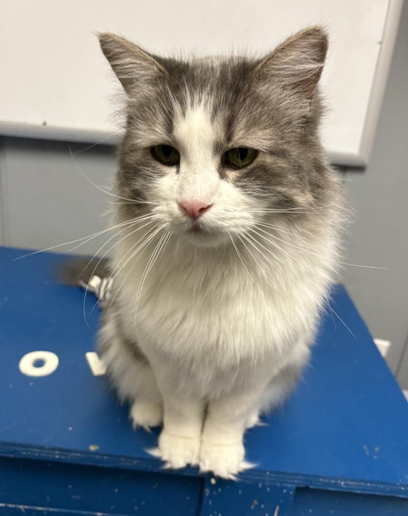 Princess, Adoptable, Adult Female Domestic Medium Hair.