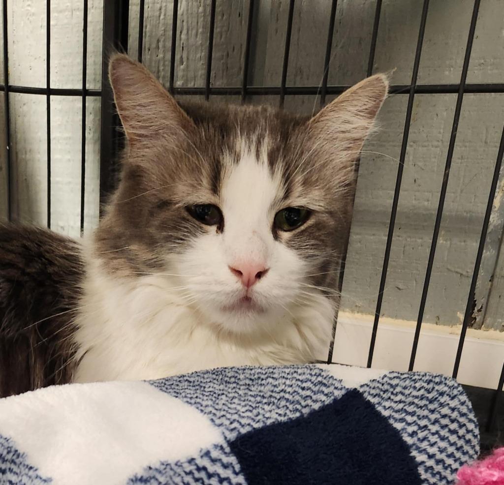 Princess, a Adoptable mixed breed in Warren, MI image 2/5