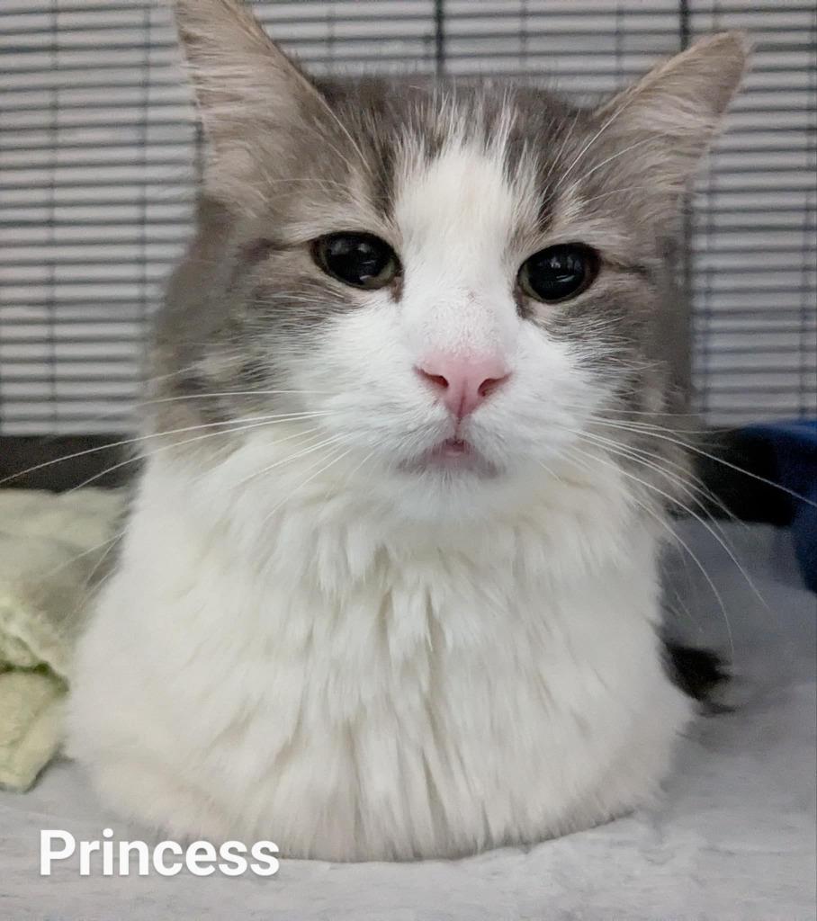 Princess, a Adoptable mixed breed in Warren, MI image 3/5