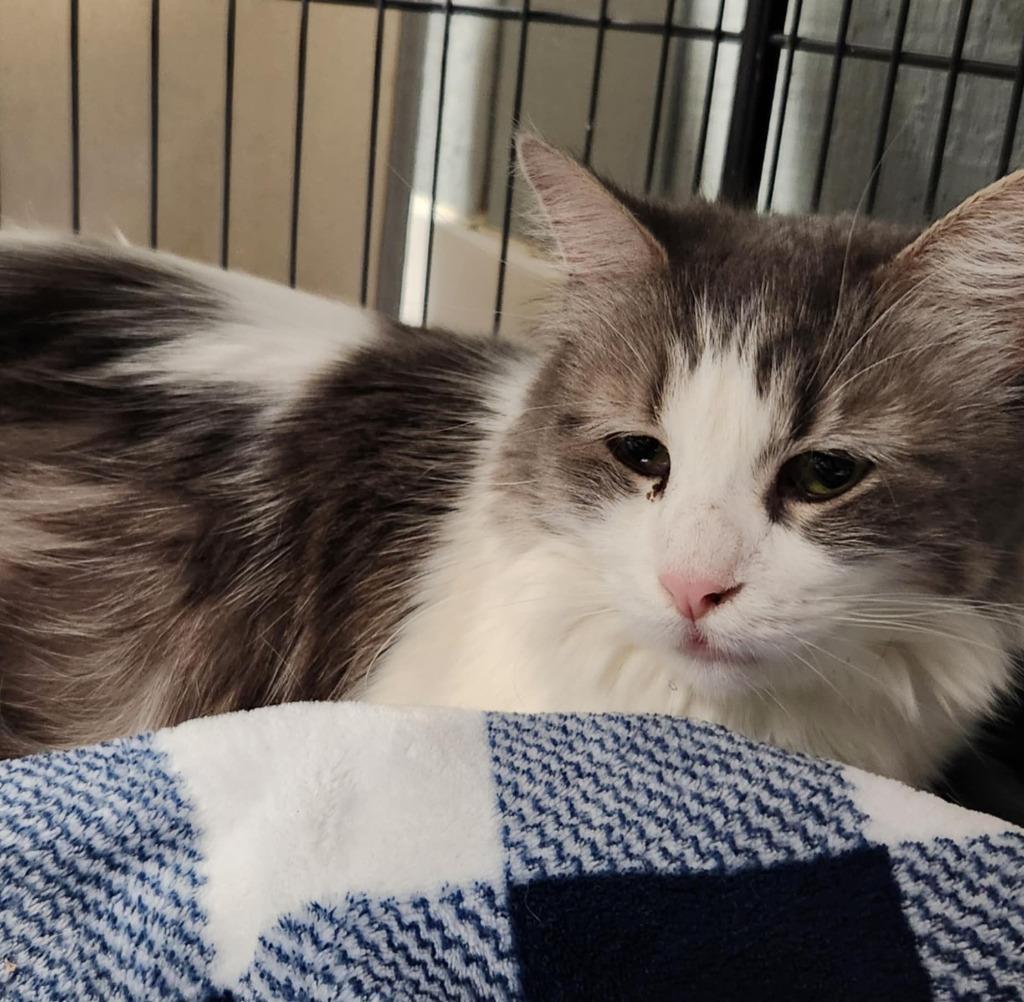 Princess, a Adoptable mixed breed in Warren, MI image 4/5