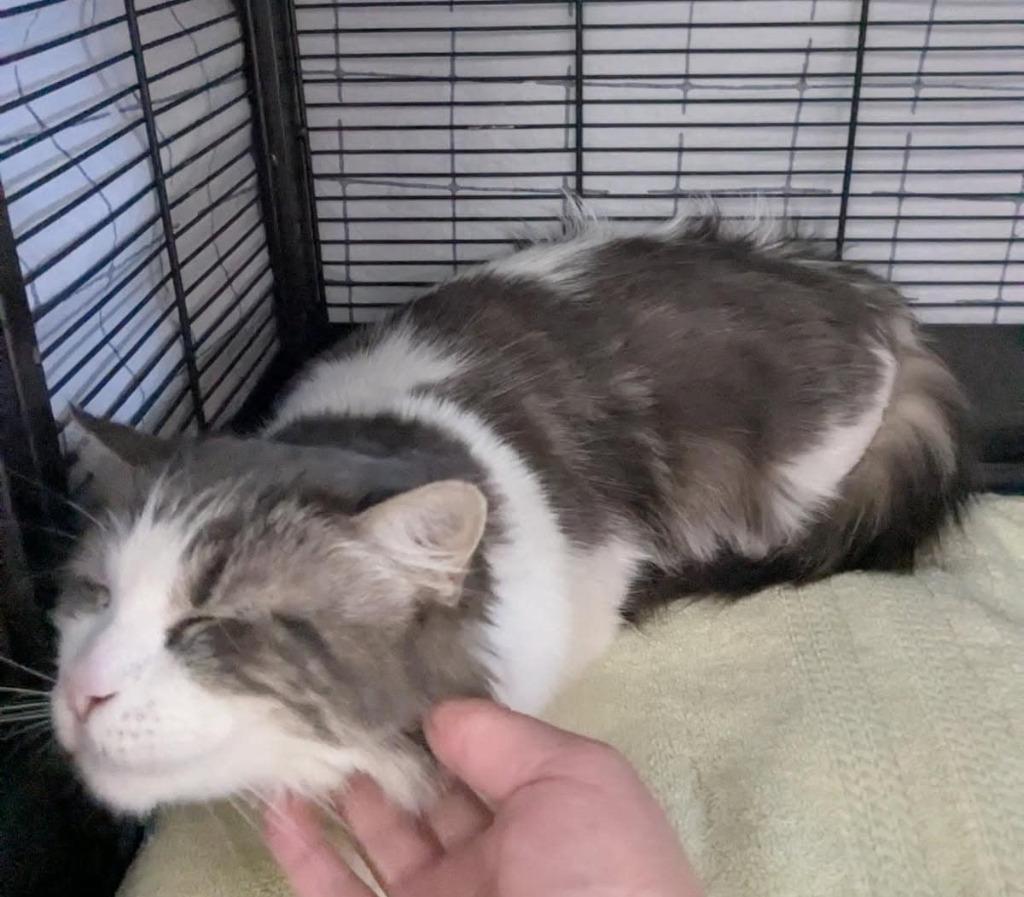 Princess, a Adoptable mixed breed in Warren, MI image 5/5