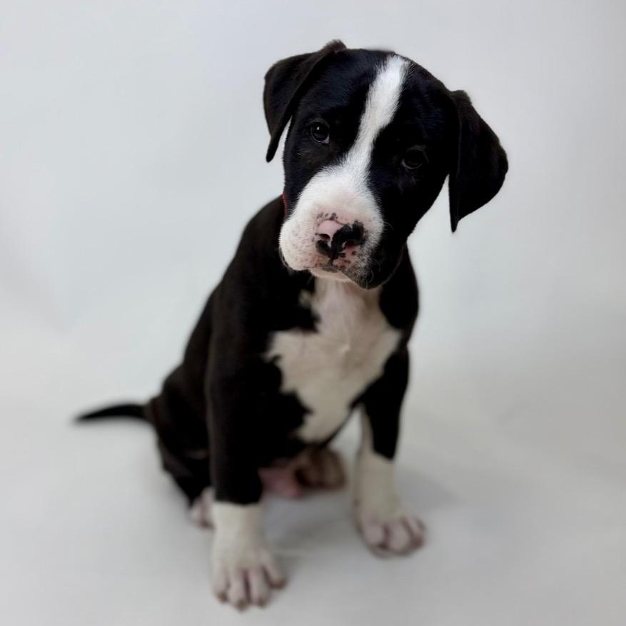 Enlarge Vander, a Adoptable mixed breed in Centralia, WA image 1/4