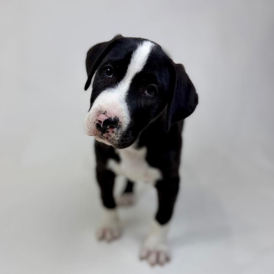 Enlarge Vander, a Adoptable mixed breed in Centralia, WA image 3/4