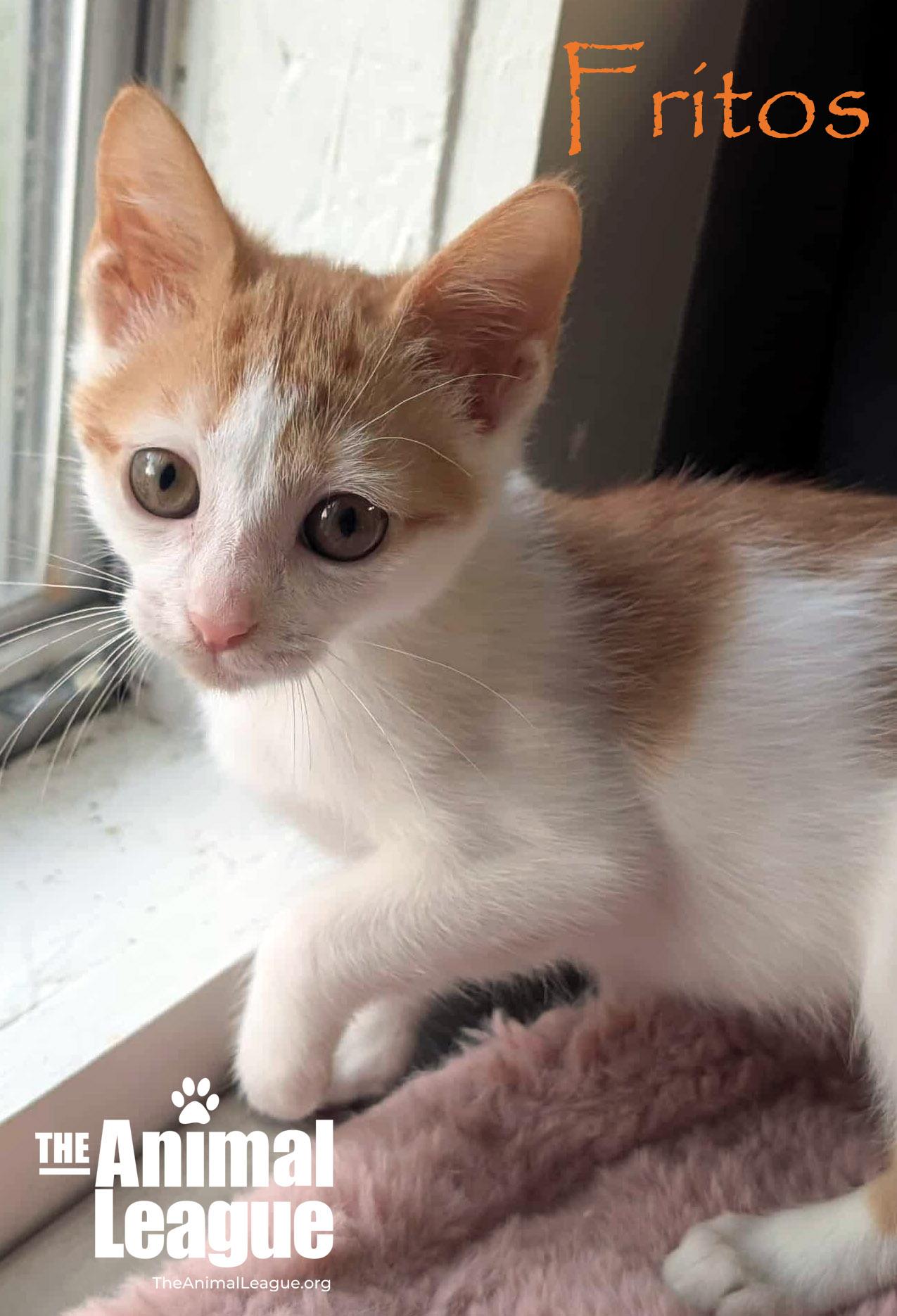 Fritos, a Adoptable Domestic Short Hair in Clermont, FL image 4/5