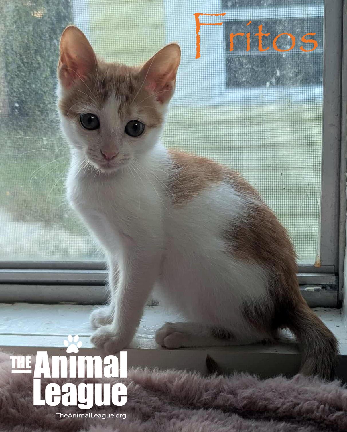 Fritos, a Adoptable Domestic Short Hair in Clermont, FL image 2/5