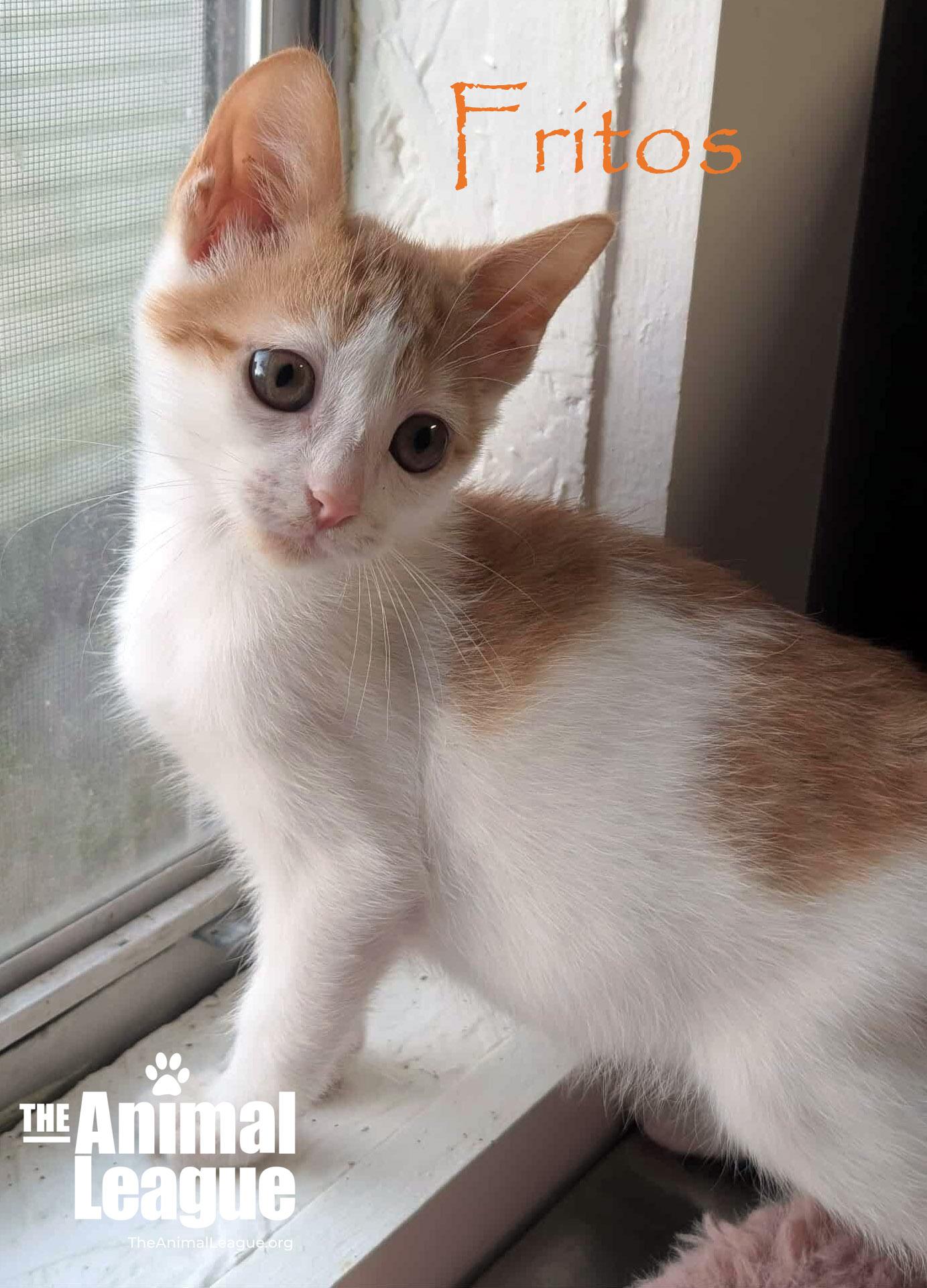 Fritos, a Adoptable Domestic Short Hair in Clermont, FL image 3/5