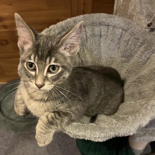 Twix, Adoptable, Kitten Male Domestic Short Hair.