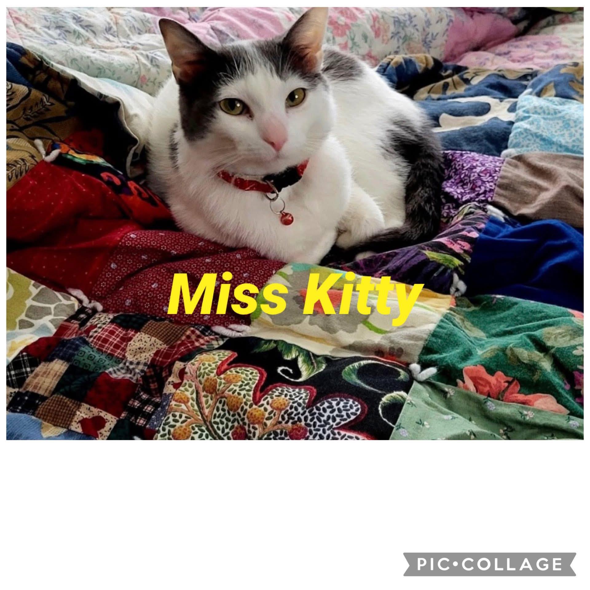 Enlarge Miss kitty, a Adoptable Domestic Short Hair in Loogootee, IN image 1/1