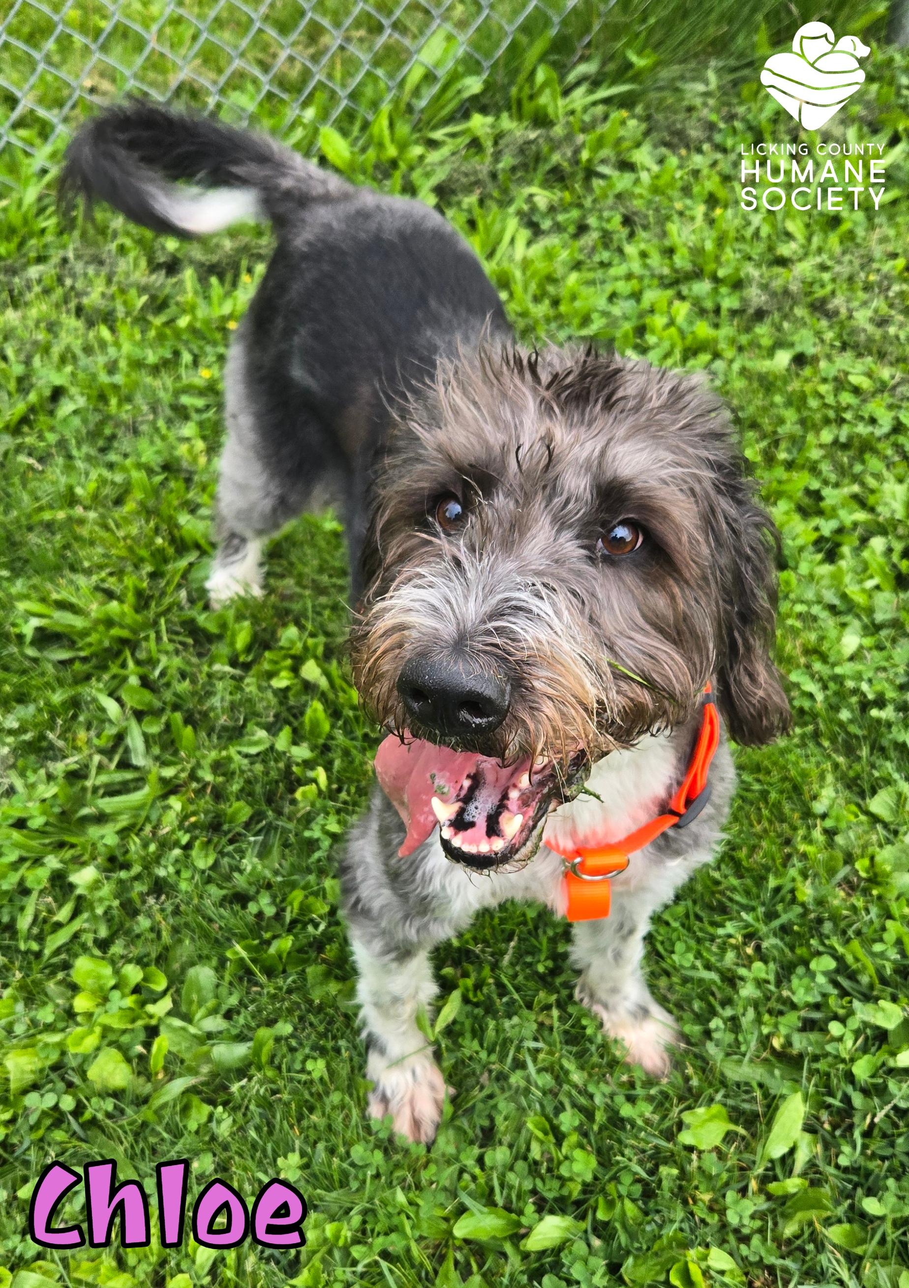 Enlarge Chloe, a ADOPTABLE mixed breed in Heath, OH image 2/2