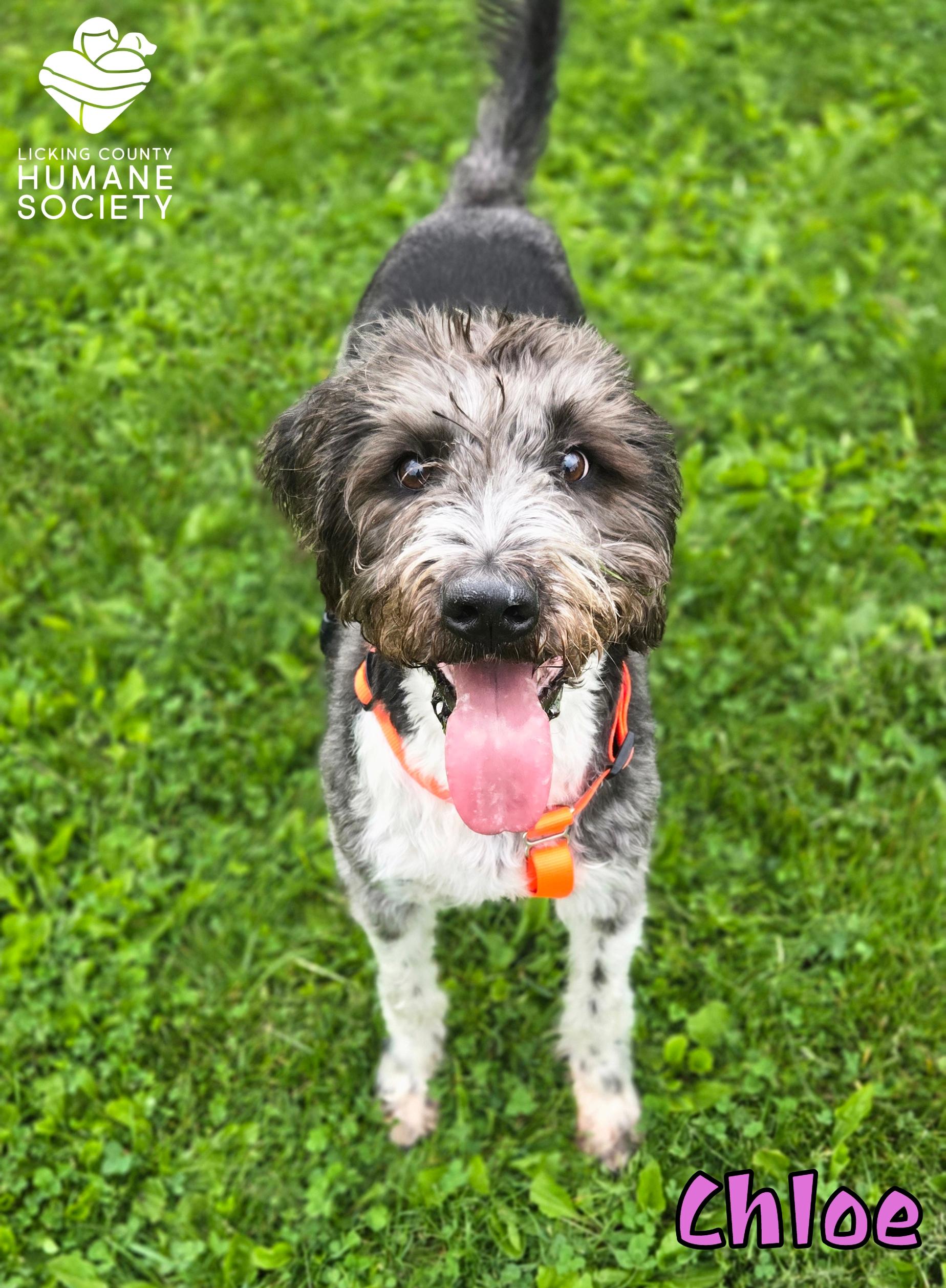 Enlarge Chloe, a ADOPTABLE mixed breed in Heath, OH image 1/2