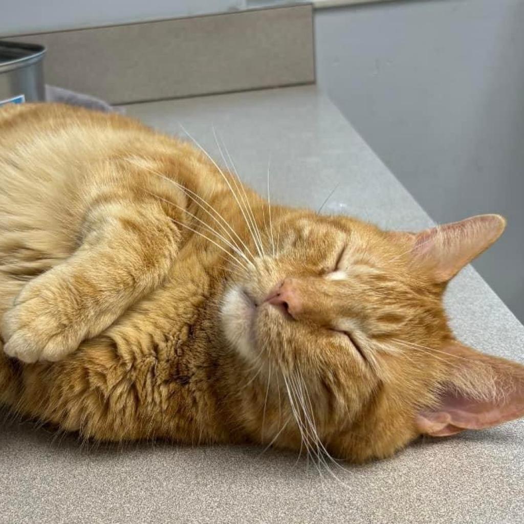 Howie, Adoptable, Adult Male Domestic Short Hair.