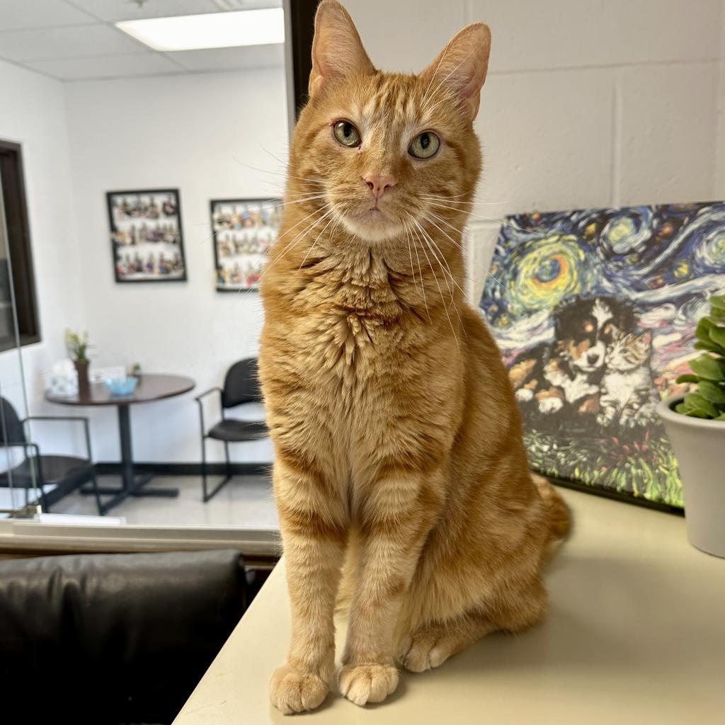 Enlarge Howie, a Adoptable Domestic Short Hair in Middleburg Heights , OH image 3/6