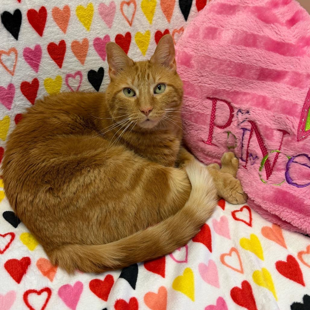 Enlarge Howie, a Adoptable Domestic Short Hair in Middleburg Heights , OH image 5/6