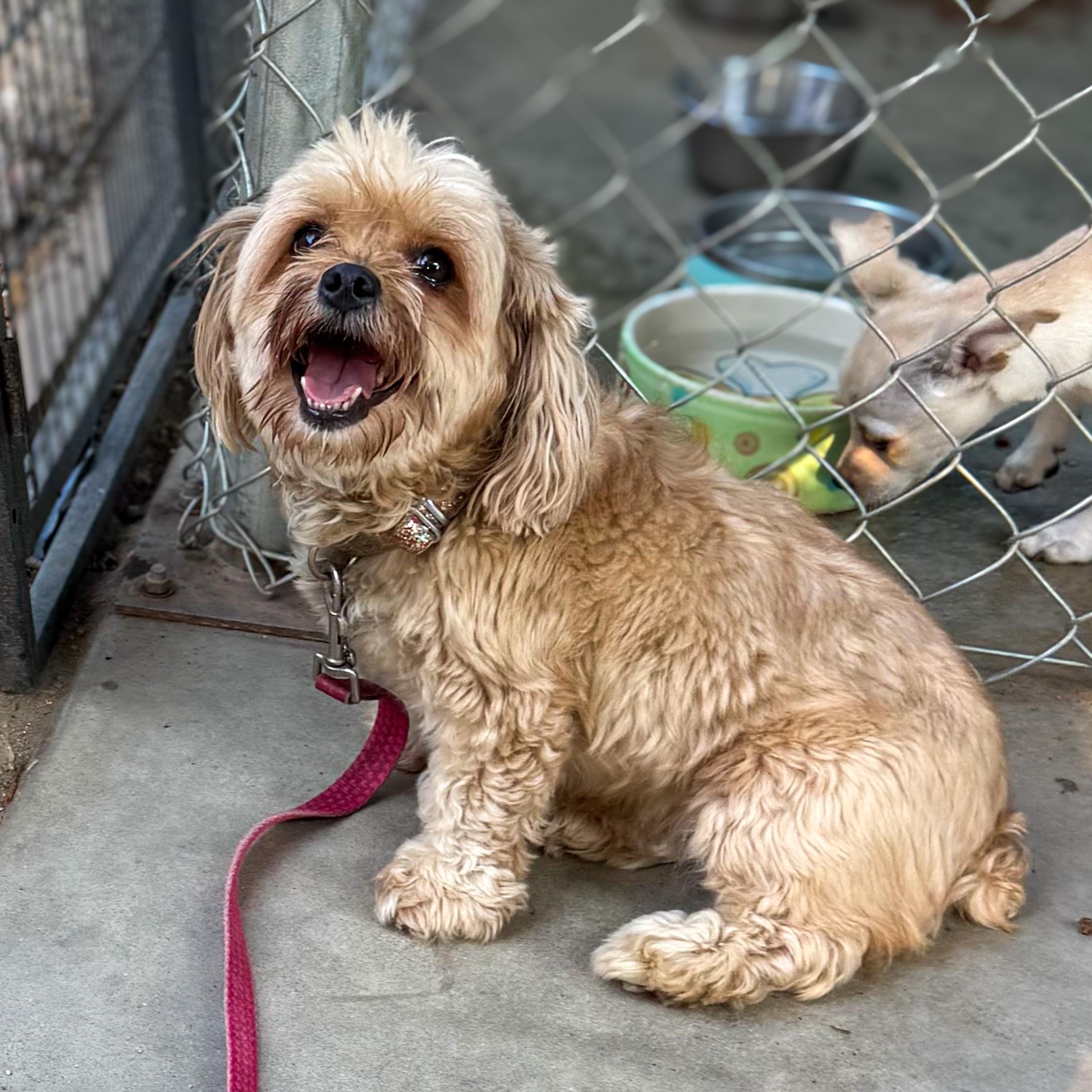 COCO GIRL, a Adoptable mixed breed in Fresno, CA image 3/6