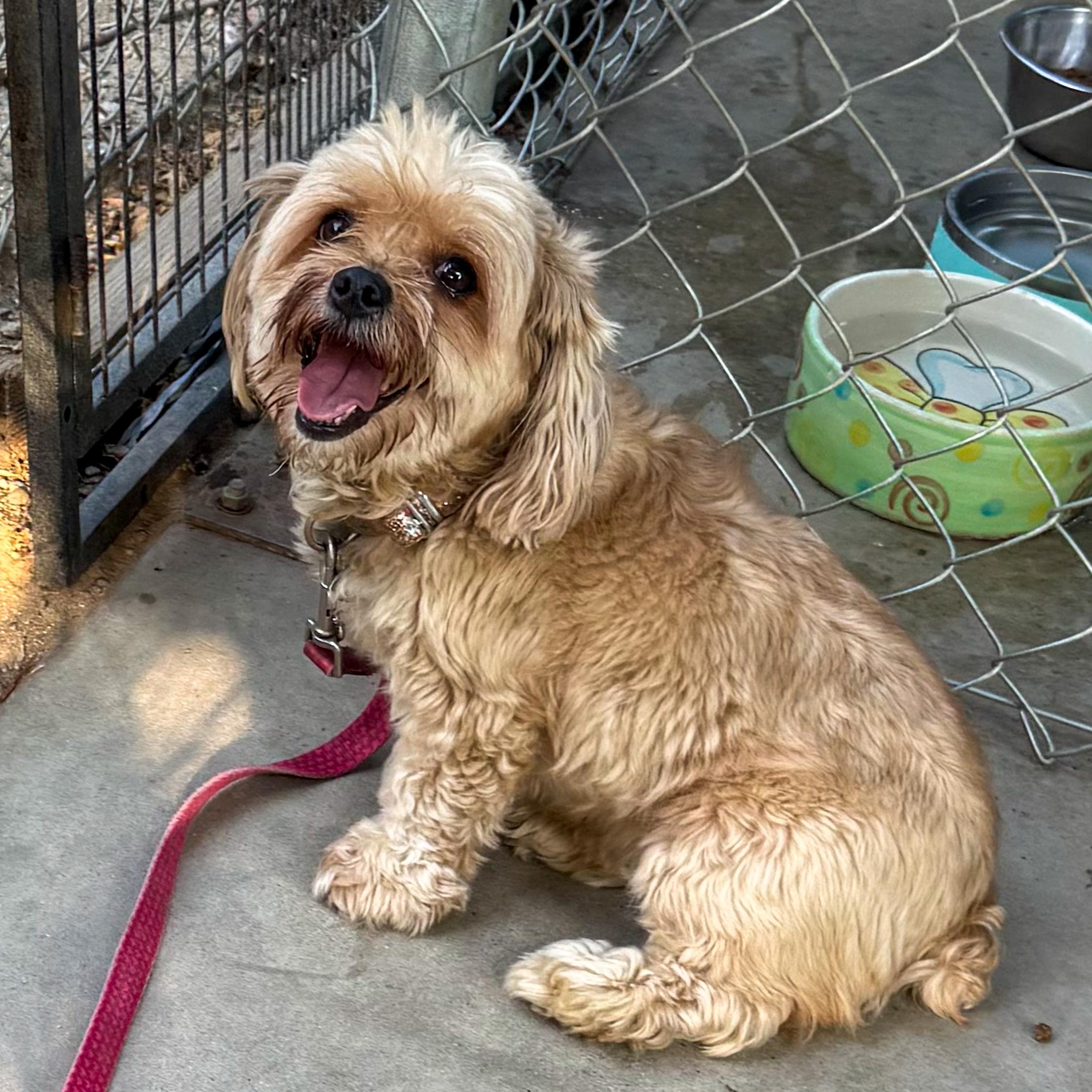 COCO GIRL, Adoptable, Senior Female Yorkshire Terrier.