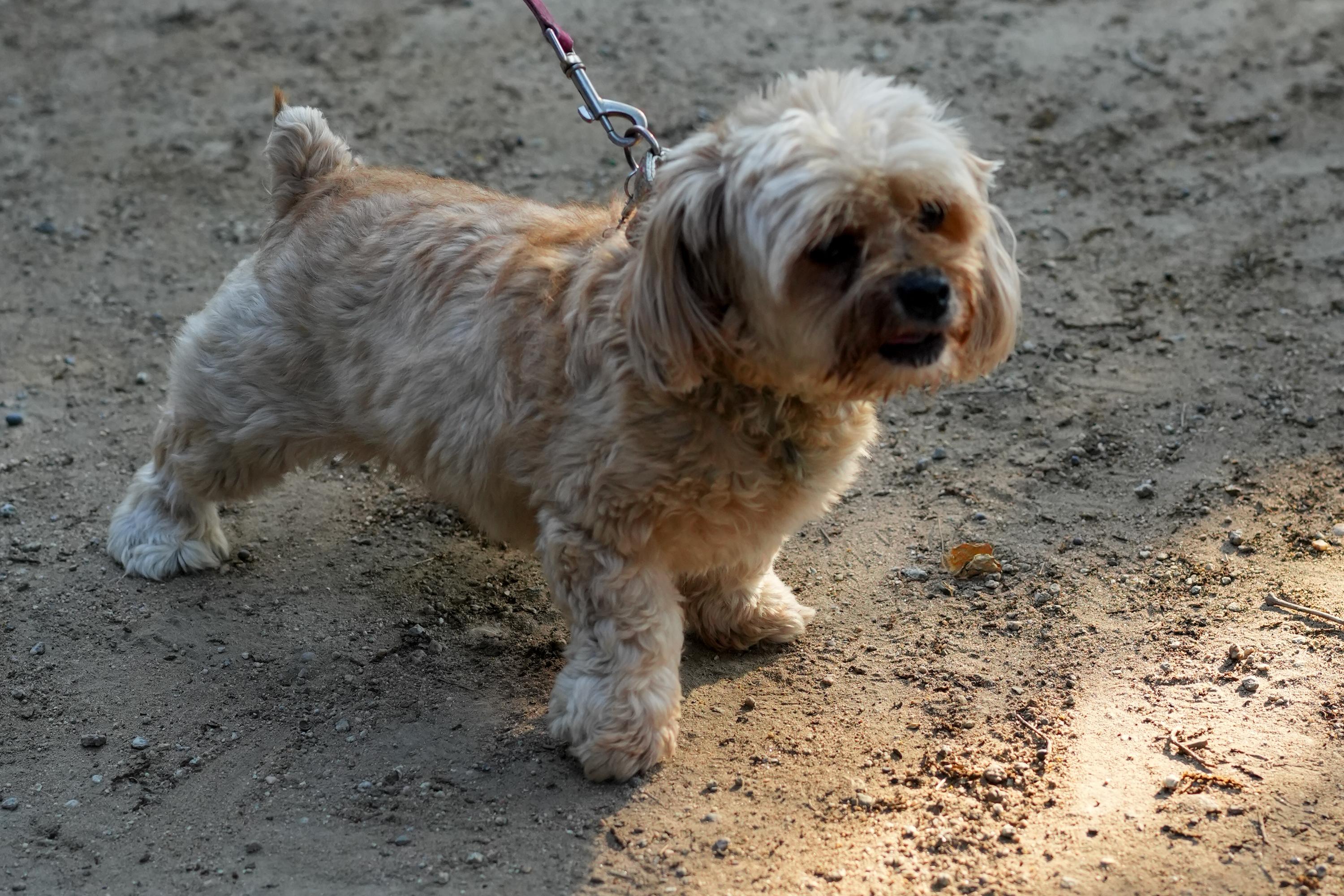 COCO GIRL, a Adoptable mixed breed in Fresno, CA image 5/6
