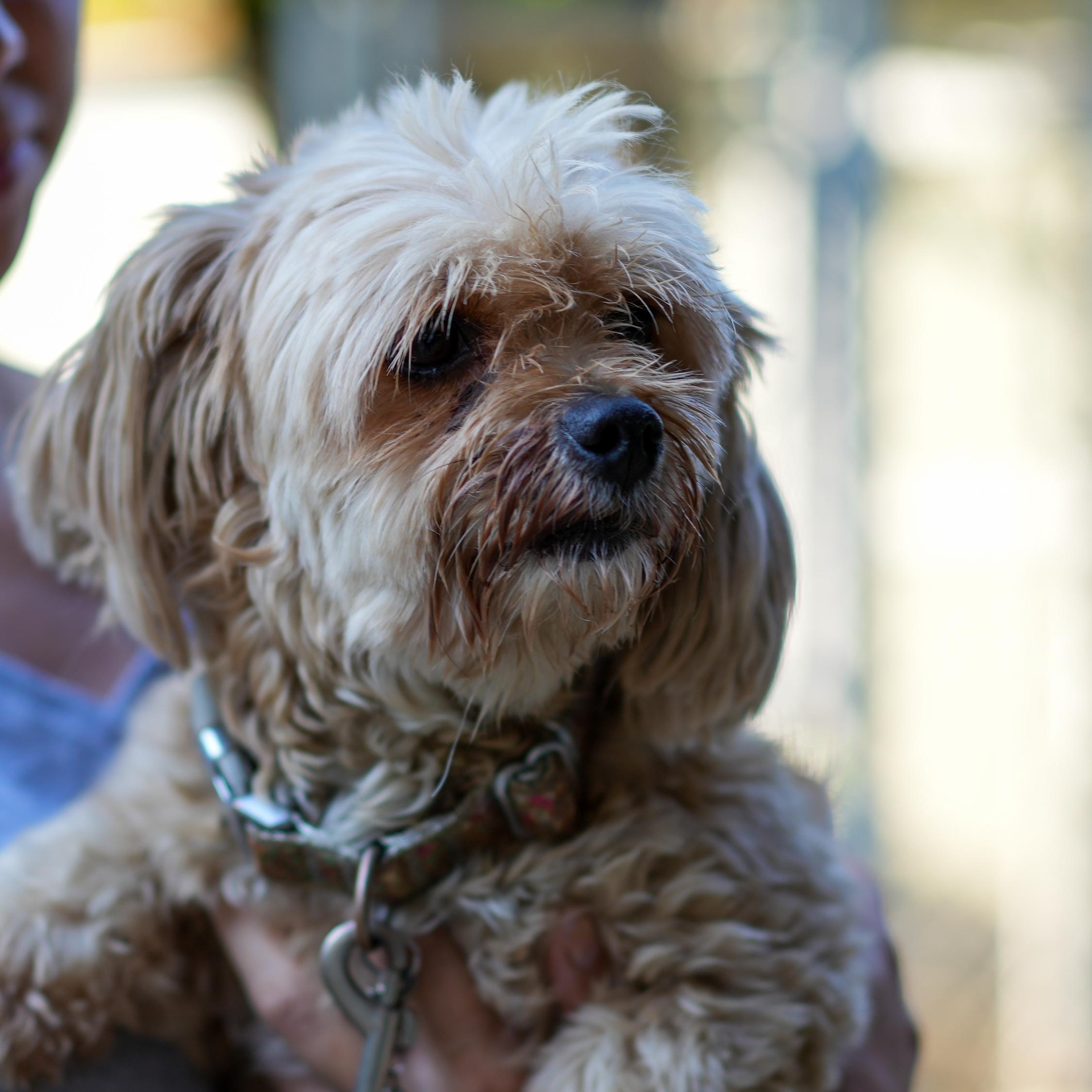 COCO GIRL, a Adoptable mixed breed in Fresno, CA image 2/6