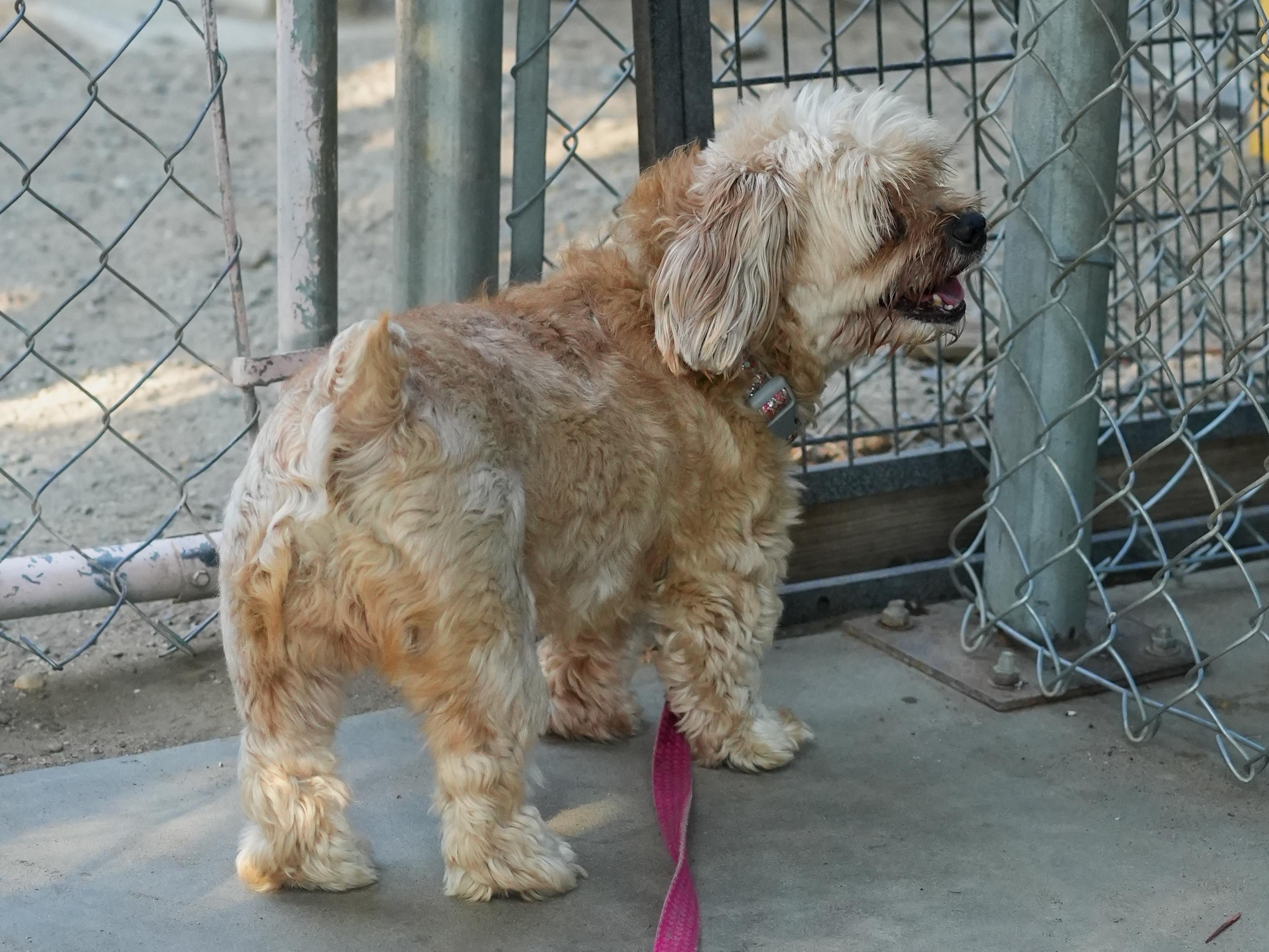 COCO GIRL, a Adoptable mixed breed in Fresno, CA image 6/6