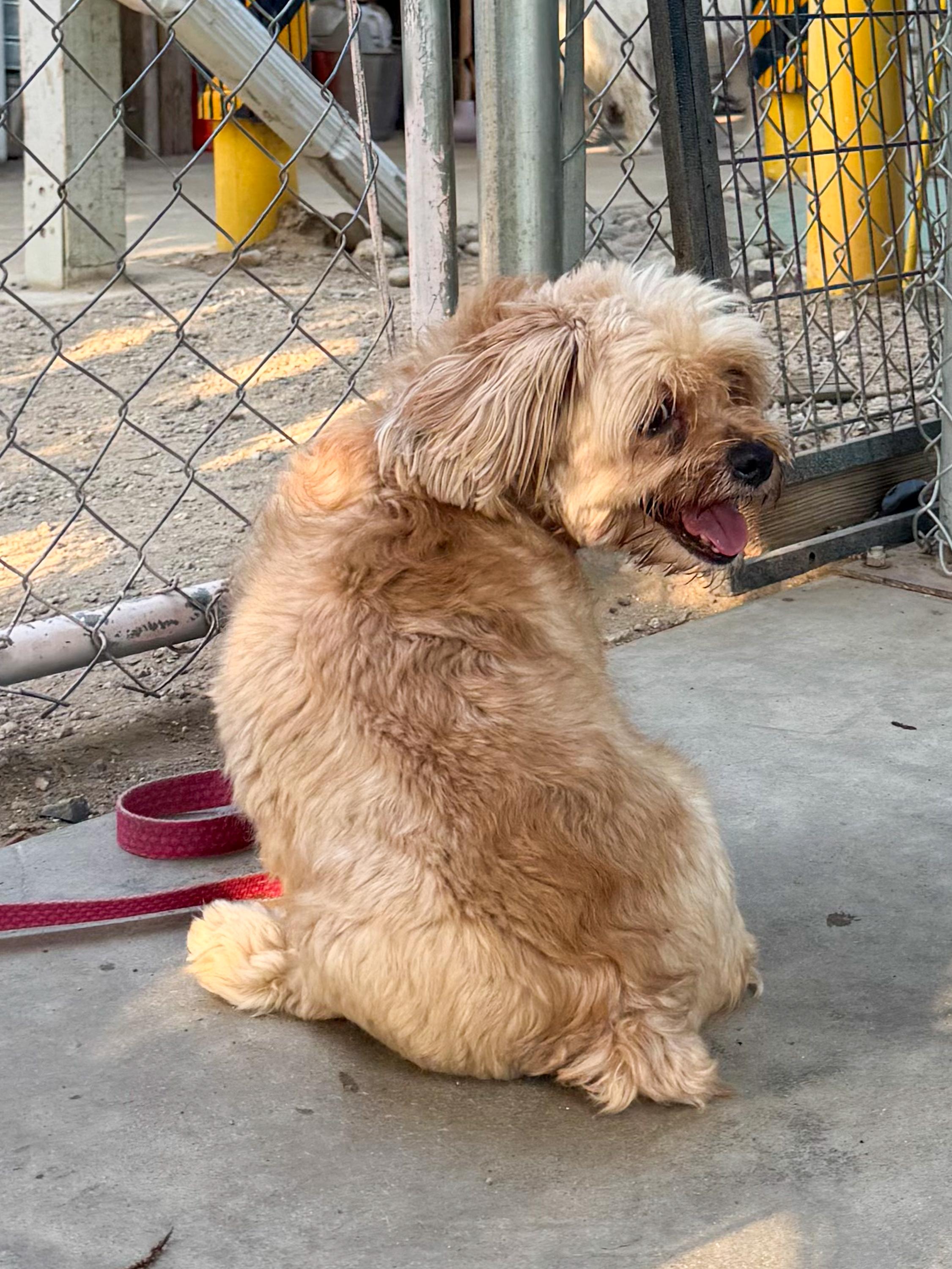 COCO GIRL, a Adoptable mixed breed in Fresno, CA image 4/6