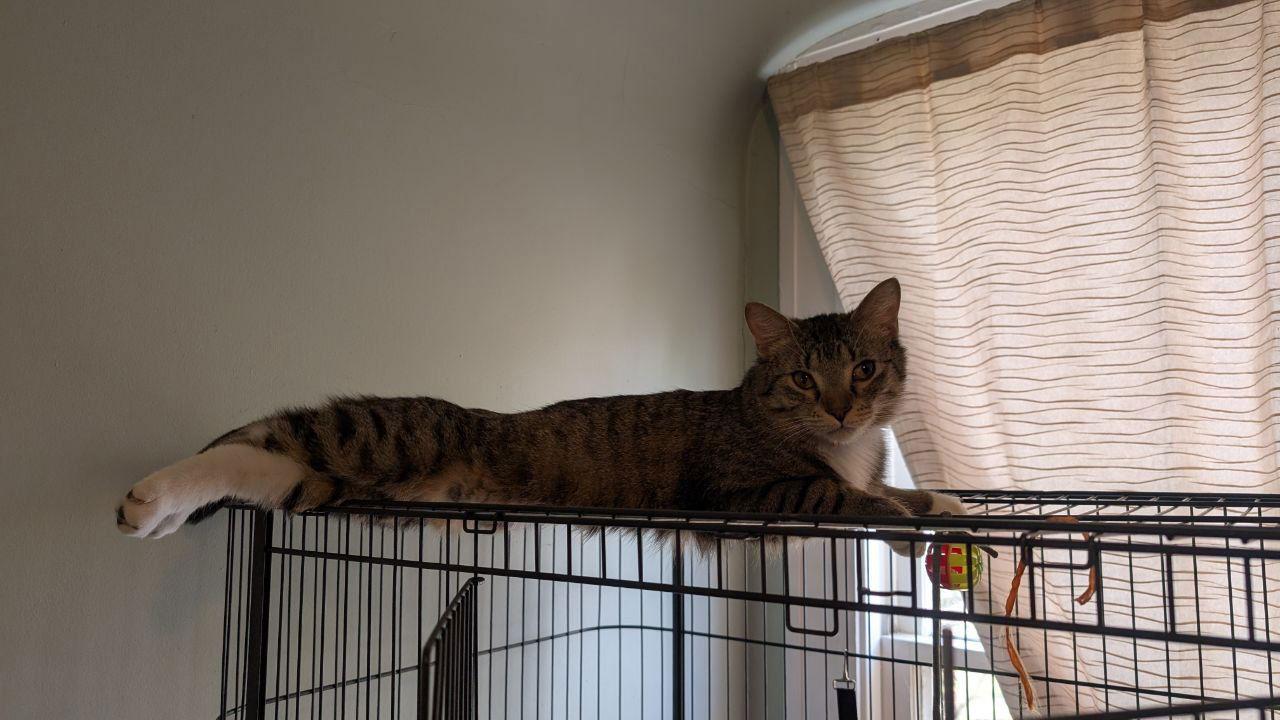 Cinnamon Roll (Lovergirl!), Adoptable, Young Female American Shorthair.