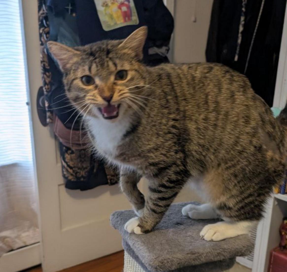 Enlarge Cinnamon Roll (Lovergirl!), a Adoptable American Shorthair in Pikesville, MD image 2/3