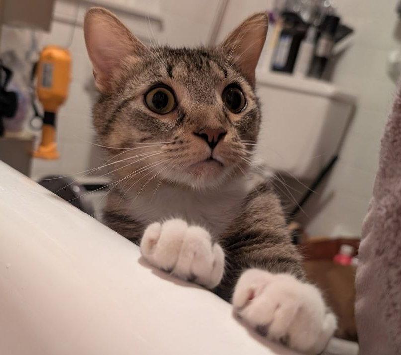 Enlarge Cinnamon Roll (Lovergirl!), a Adoptable American Shorthair in Pikesville, MD image 3/3