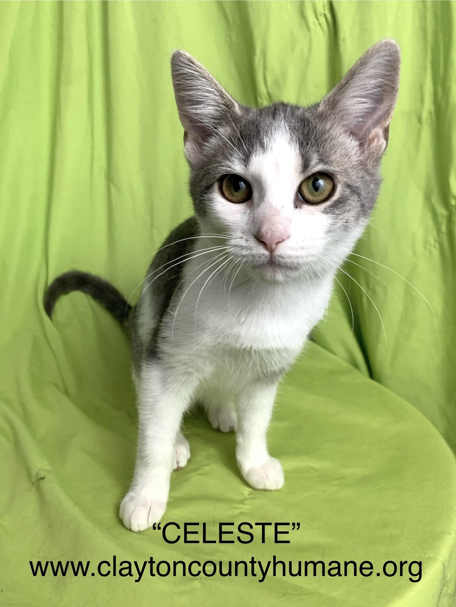 Enlarge Celeste, a Adoptable Domestic Short Hair in Jonesboro, GA image 1/1