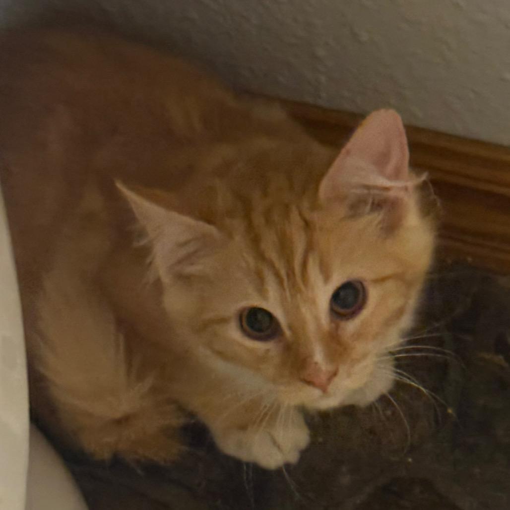 Armin, Adoptable, Kitten Male Domestic Short Hair.