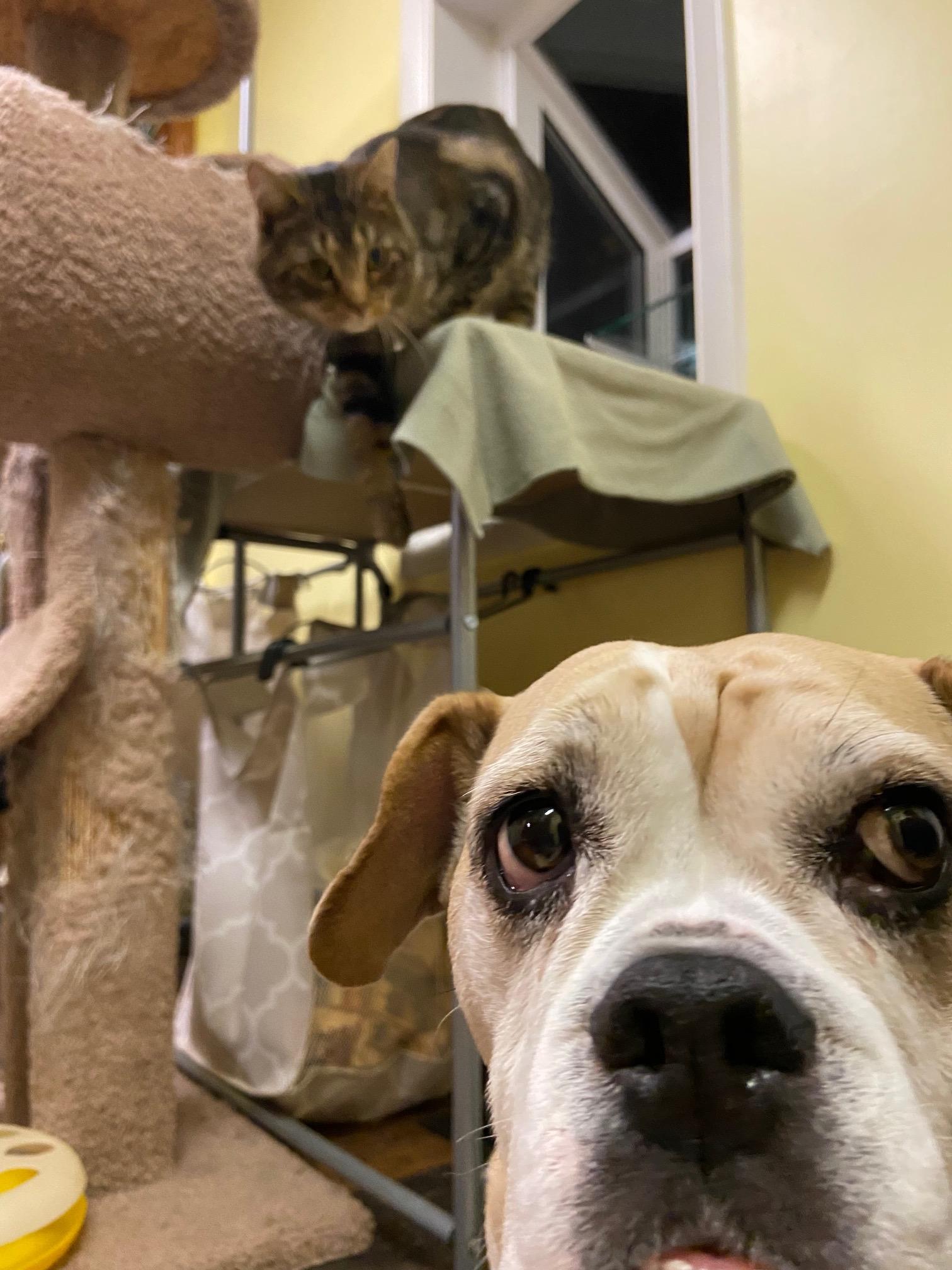 Enlarge Thornston, a ADOPTABLE Tabby in Oberlin, OH image 6/6