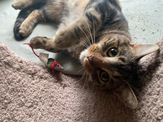 Thornston, ADOPTABLE, Young Male Tabby.