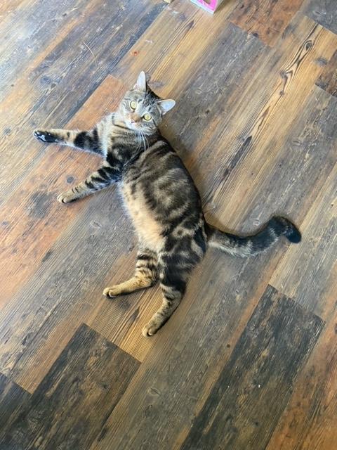 Thornston, a ADOPTABLE Tabby in Oberlin, OH image 2/6