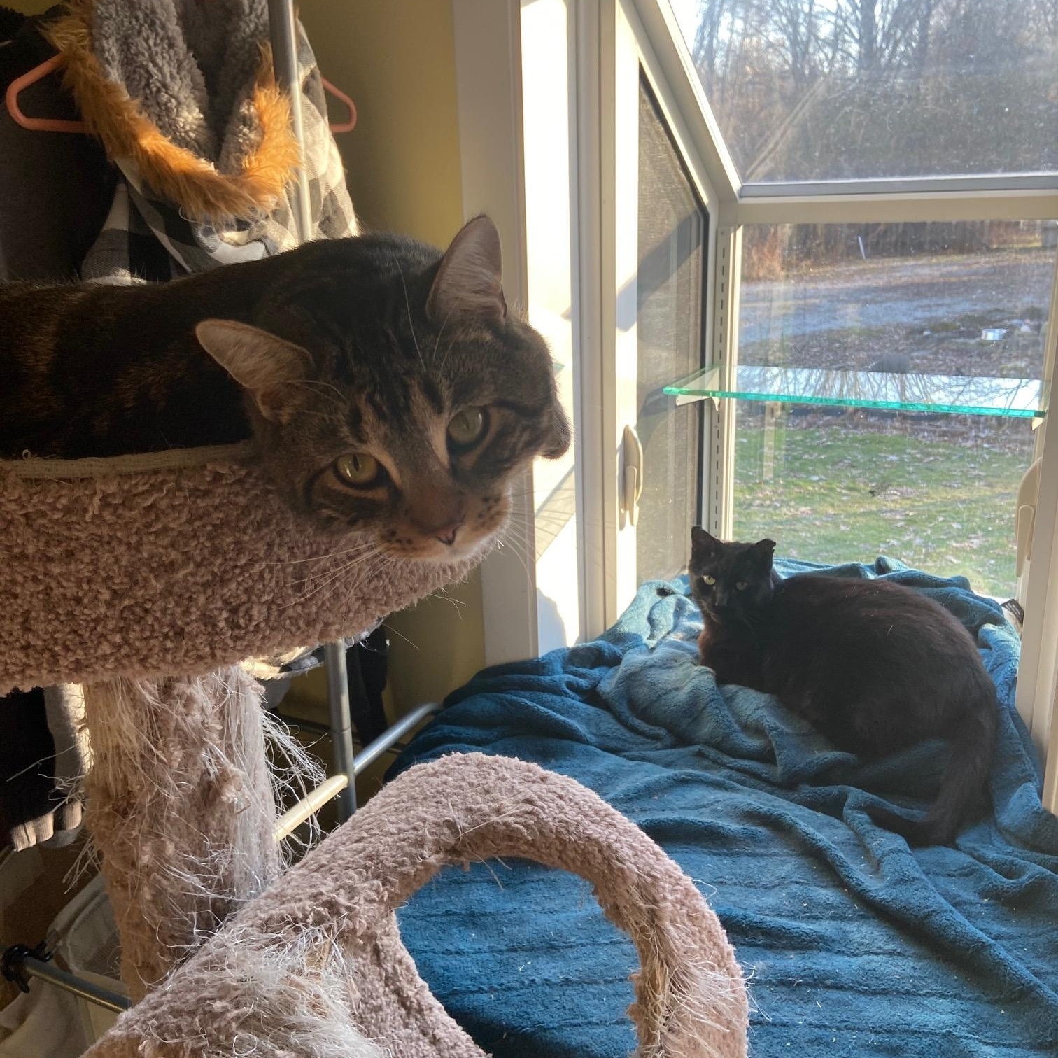 Enlarge Thornston, a ADOPTABLE Tabby in Oberlin, OH image 5/6