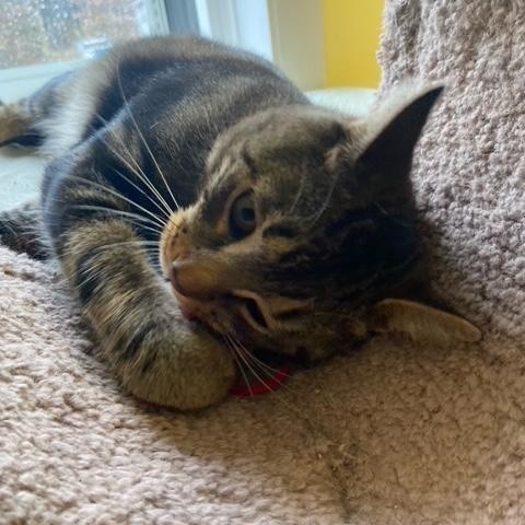 Thornston, ADOPTABLE, Young Male Tabby.