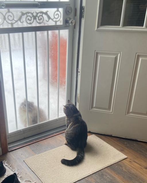 Thornston, a ADOPTABLE Tabby in Oberlin, OH image 4/6