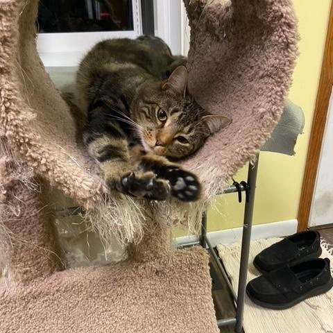 Thornston, a ADOPTABLE Tabby in Oberlin, OH image 5/6