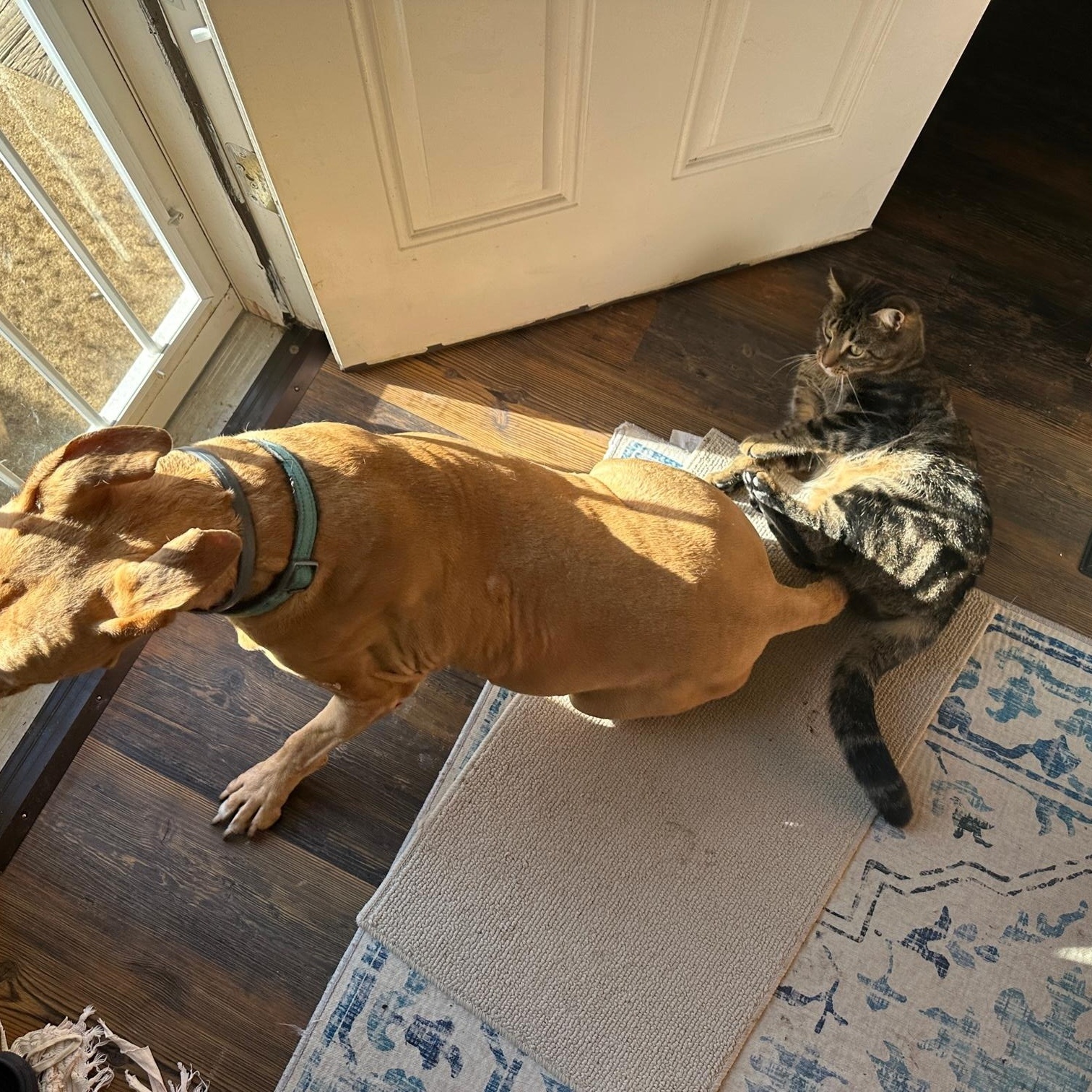 Enlarge Thornston, a ADOPTABLE Tabby in Oberlin, OH image 4/6