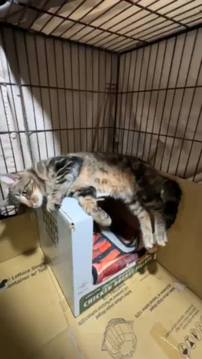 Enlarge Thornston, a ADOPTABLE Tabby in Oberlin, OH video 6/6