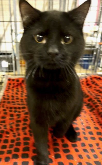 Enlarge MR. PEABODY, an adoptable Domestic Short Hair in Lake Ozark, MO image 2/3