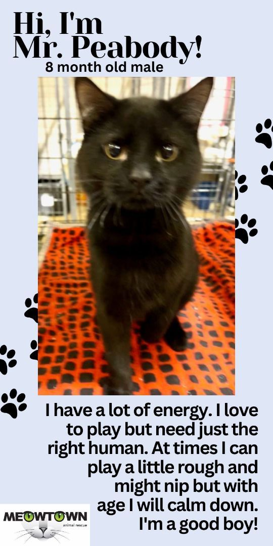 Enlarge MR. PEABODY, an adoptable Domestic Short Hair in Lake Ozark, MO image 3/3