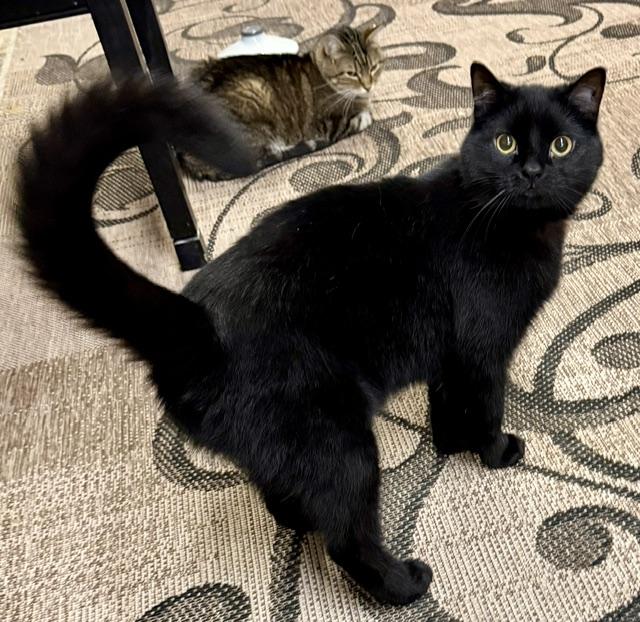 MR. PEABODY, adoptable, Adult Male Domestic Short Hair.