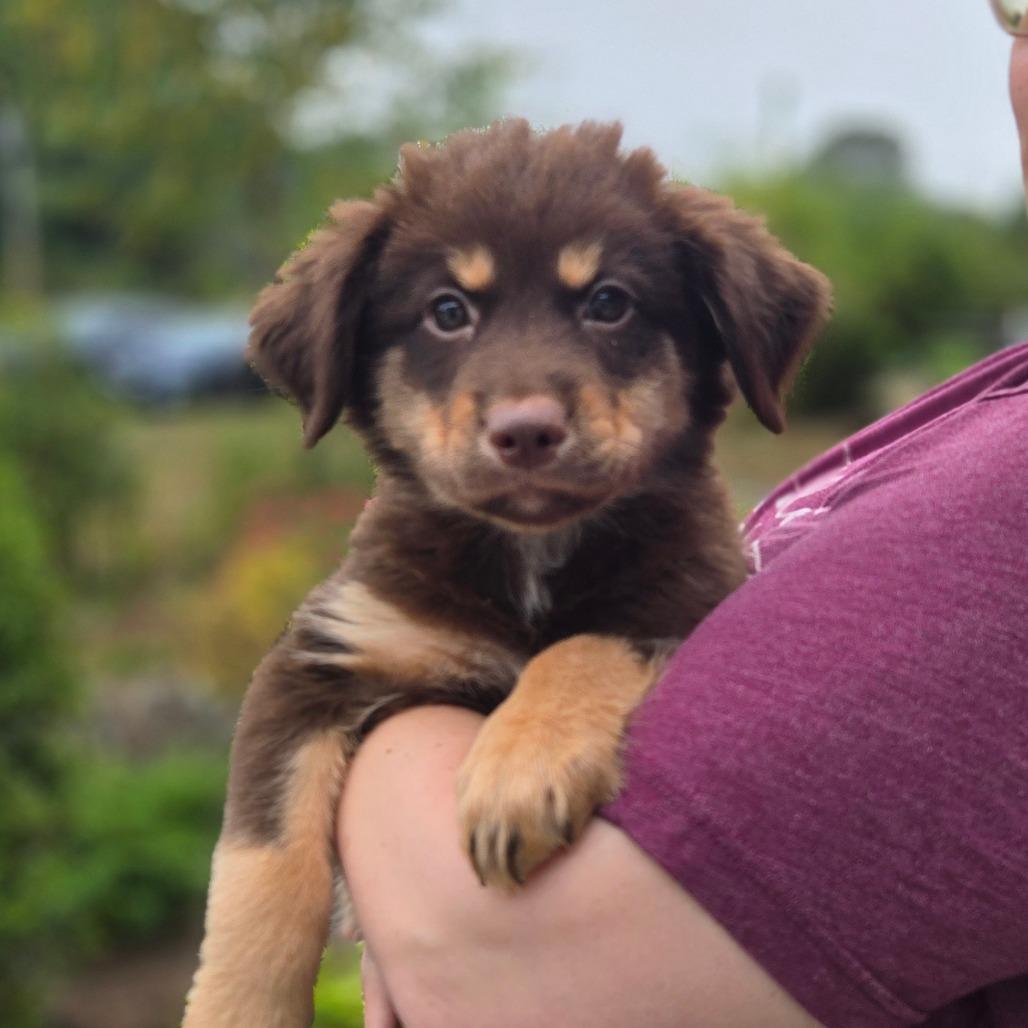 CT Big Sky avail Sep 26, Adoptable, Puppy Female Labrador Retriever & Great Pyrenees.