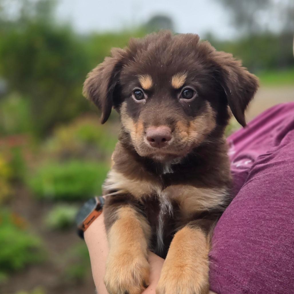Enlarge CT Big Sky avail Sep 26, a Adoptable mixed breed in Stormville, NY image 2/4