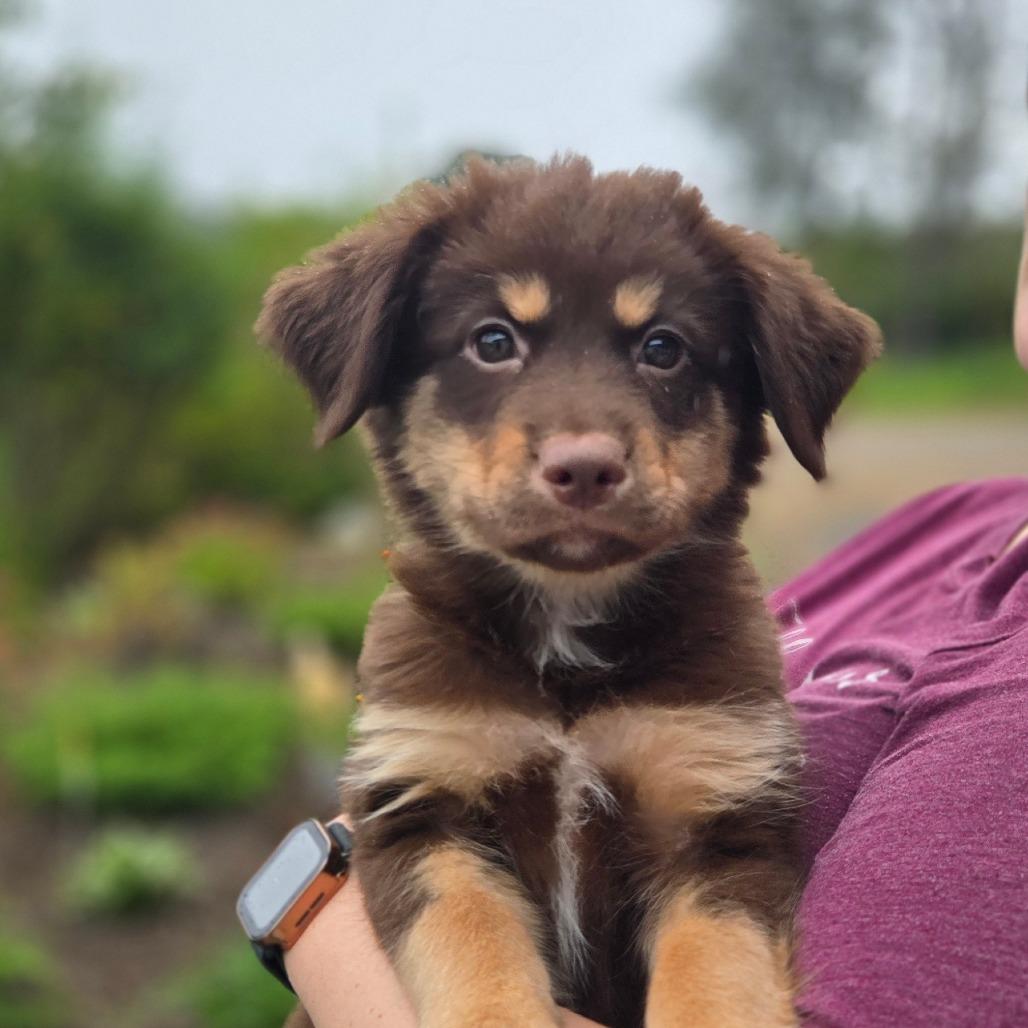 Enlarge CT Big Sky avail Sep 26, a Adoptable mixed breed in Stormville, NY image 3/4