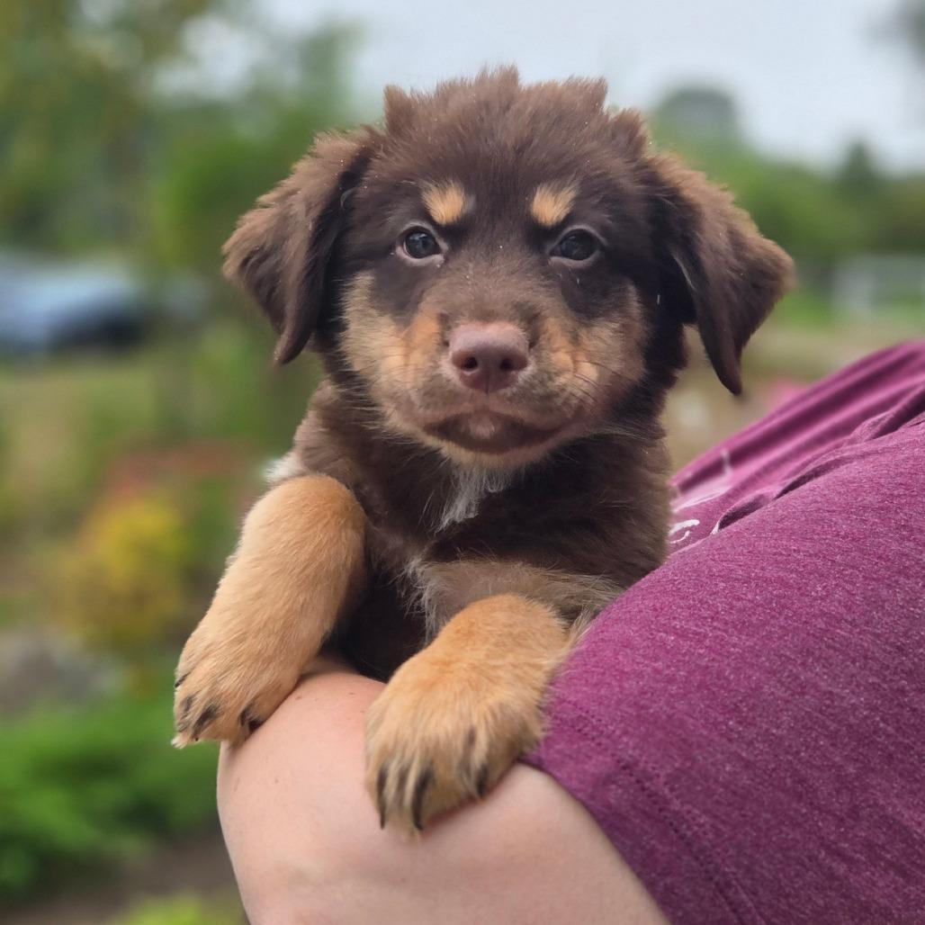 Enlarge CT Big Sky avail Sep 26, a Adoptable mixed breed in Stormville, NY image 4/4